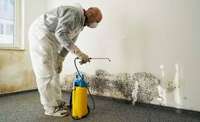 Why You Should Choose Our Mold Remediation Services in Oak Grove, KY